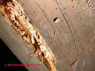 BORER DAMAGE