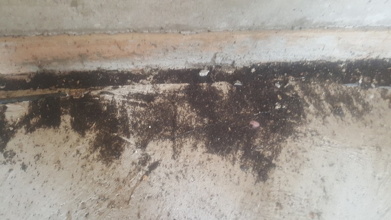 A SEA OF DEAD ANTS